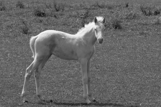 many horses in germany photo