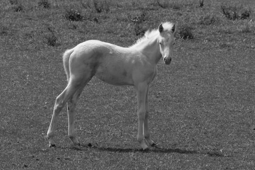 many horses in germany photo