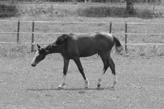 many horses in germany photo
