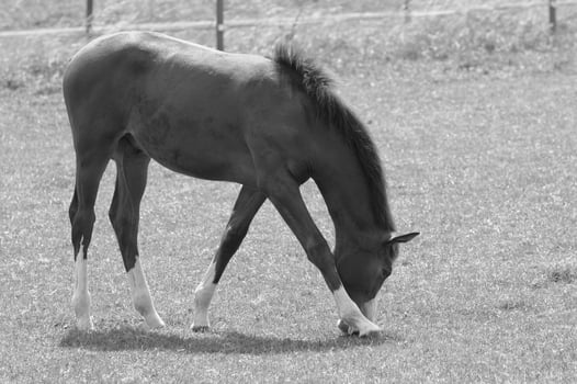 horses in germany photo