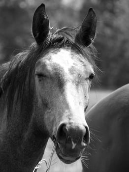 many horses in germany photo