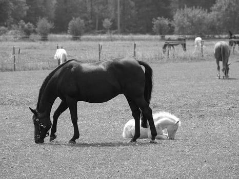 many horses in germany photo