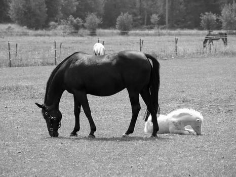 many horses in germany photo