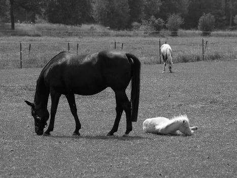 many horses in germany photo