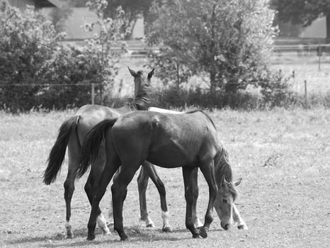 horses in germany photo