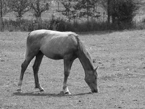horses in germany photo