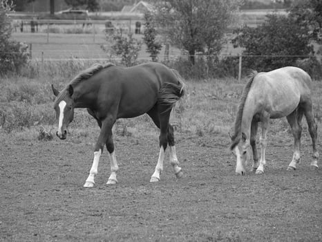 horses in germany photo