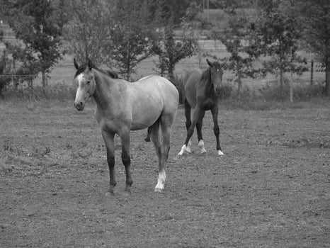 horses in germany photo