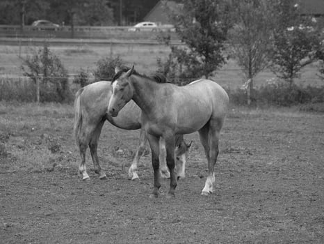 horses in germany photo