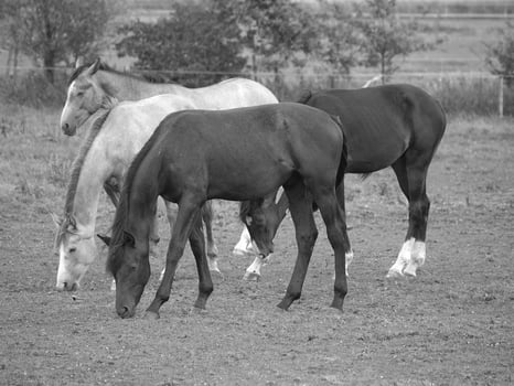 horses and foals in germany photo