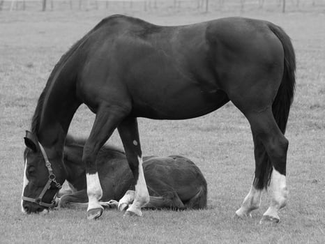 horses on a german meadow photo
