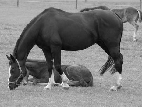 horses on a german meadow photo
