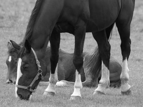 horses on a german meadow photo