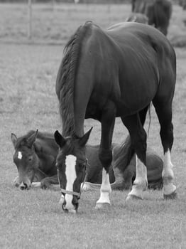 horses on a german meadow photo