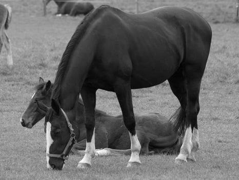 horses on a german meadow photo
