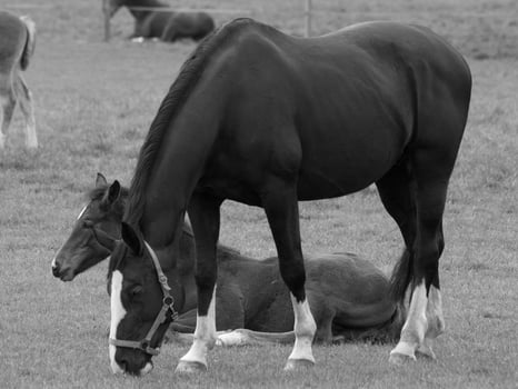 horses on a german meadow photo