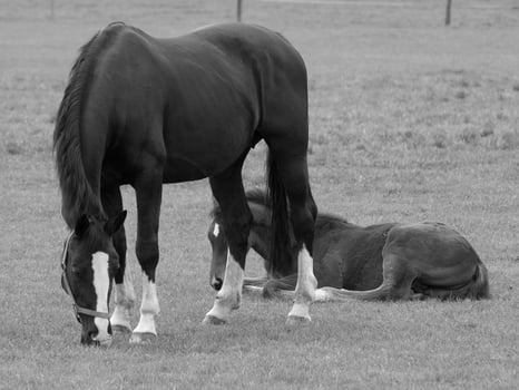 horses on a german meadow photo