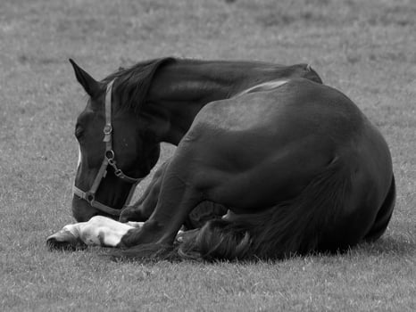 horses on a german meadow photo