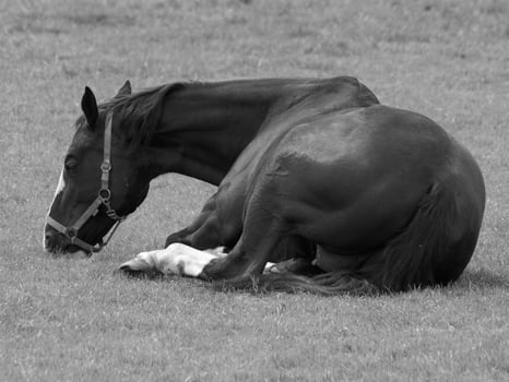 horses on a german meadow photo