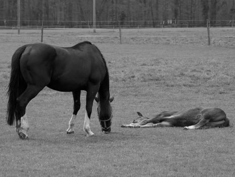horses on a german meadow photo