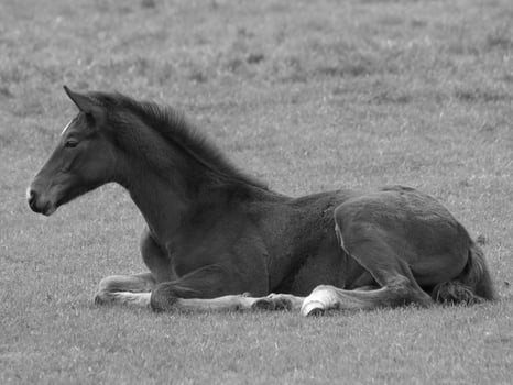 horses on a german meadow photo