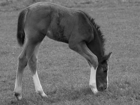 horses on a german meadow photo