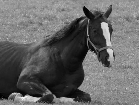 horses on a german meadow photo