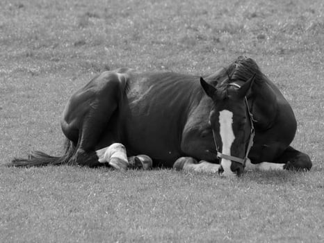 horses on a german meadow photo