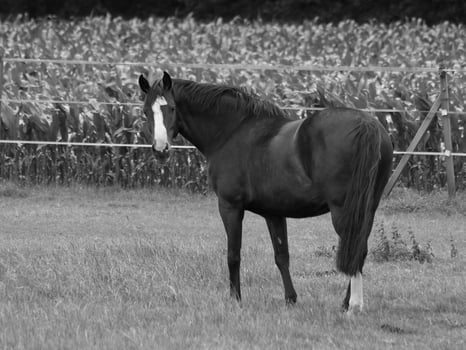 horses on a german meadow photo
