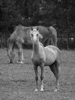 horses and foals in germany photo