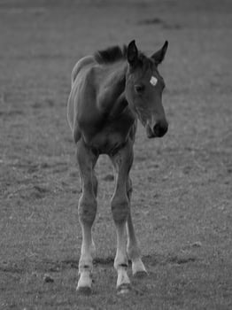 horses and foals in germany photo