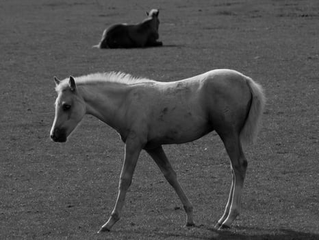 Horses in germany photo