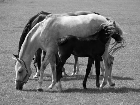 Horses in germany photo