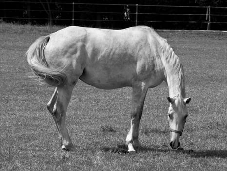 Horses on meadow in germany photo