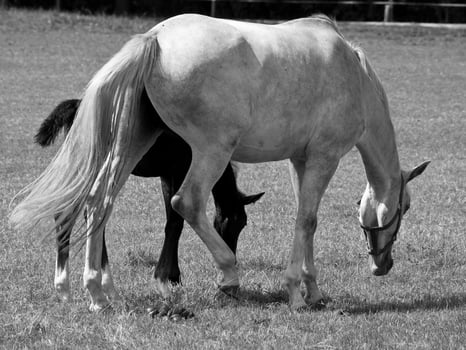 Horses on meadow in germany photo