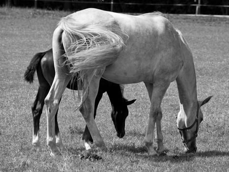 Horses on meadow in germany photo
