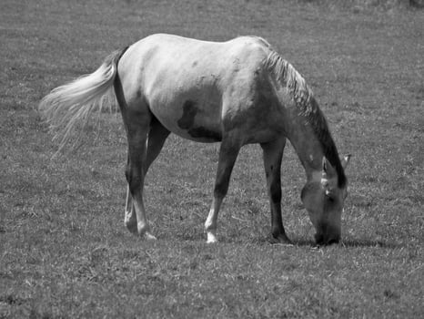 Horses on meadow in germany photo