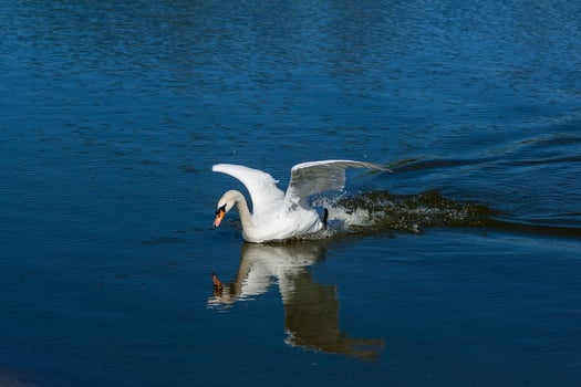 Beautiful swan floats on the lake photo