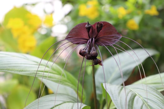Tacca chantrieri is a species of flowering plant in the yam family Dioscoreaceae. It is commonly called the black bat flower. photo
