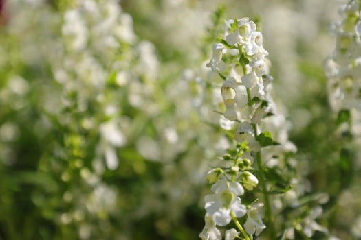 closeup of white flower photo