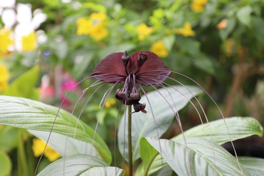 Tacca chantrieri is a species of flowering plant in the yam family Dioscoreaceae. It is commonly called the black bat flower. photo