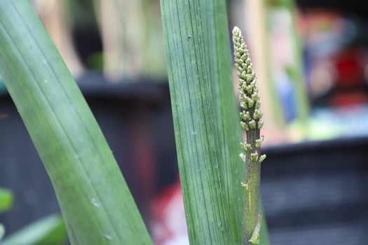 Sansevieria stuckyi flowers on tree in garden photo