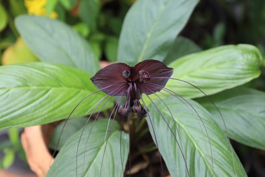 Tacca chantrieri is a species of flowering plant in the yam family Dioscoreaceae. It is commonly called the black bat flower. photo