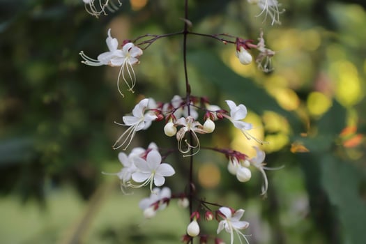 The White Nodding Clerodendron flowers , Natural floral background photo