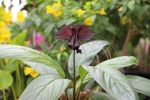 Black bat flower across with long whiskers photo