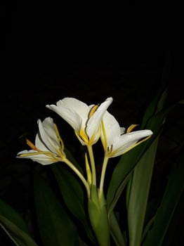 Beautiful Garland Lily flowers. Hedychium coronarium photo