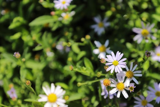 Flowering of daisies. Oxeye daisy, Leucanthemum vulgare, Daisies, Dox-eye, Common daisy, Dog daisy, Moon daisy. Gardening concept photo