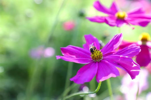 Honey bee feeding on cosmos flower photo