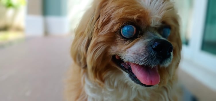 Cataract eyes of old Lhasa Apso or pet photo