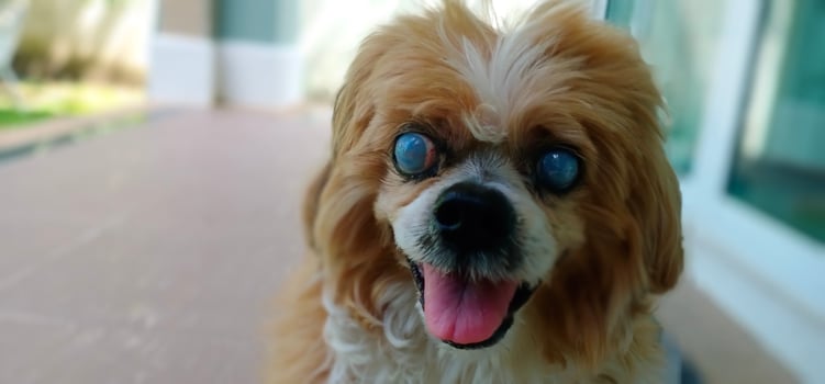 Close-up of Lhasa Apso was cataract eyes. photo